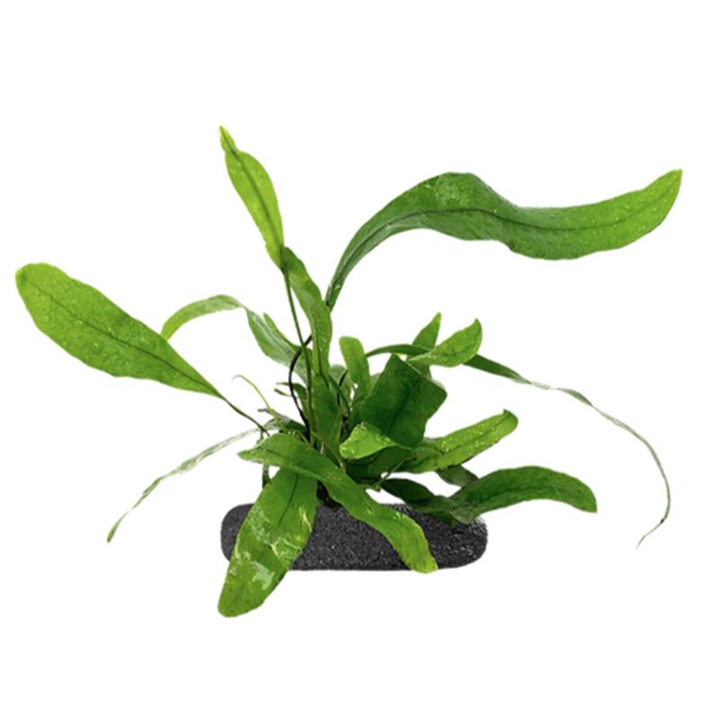 Planta terariu WIO Feriga Kangaroo Paw Phymatosorus - imagine 3